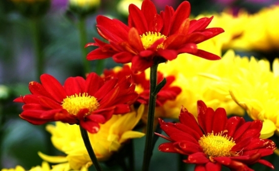 菊花的标志意义：清净、高尚、长命、吉利、我喜爱你、真情。​