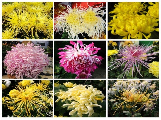 菊花是什么：菊科、菊属多年生宿根草本植物，中国十大名花之一
