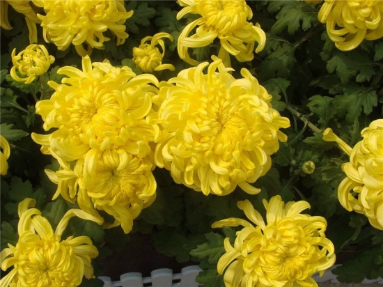 菊花是什么：菊科、菊属多年生宿根草本植物，中国十大名花之一