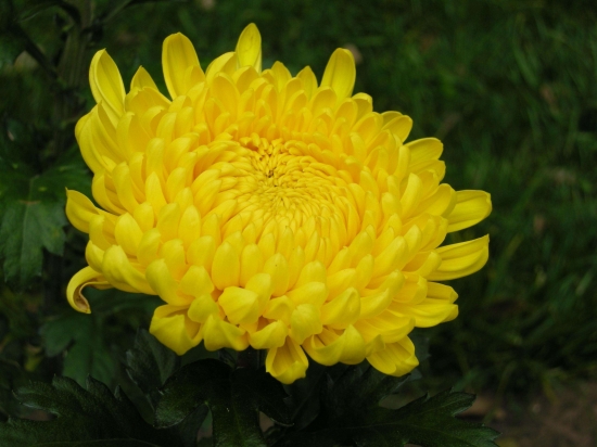 菊花是什么：菊科、菊属多年生宿根草本植物，中国十大名花之一