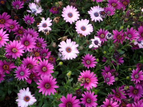 菊花是什么：菊科、菊属多年生宿根草本植物，中国十大名花之一