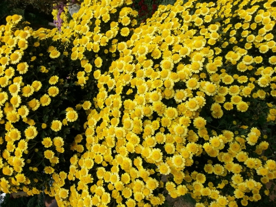 菊花是什么：菊科、菊属多年生宿根草本植物，中国十大名花之一