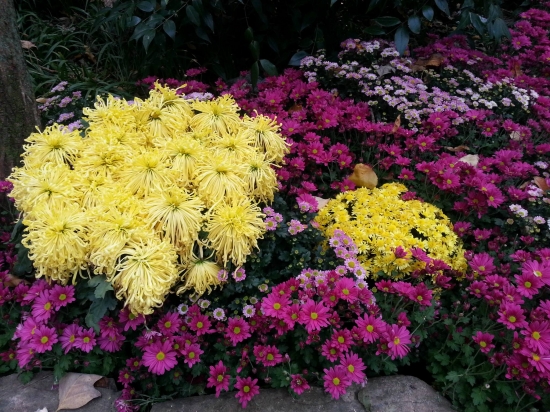 菊花是什么：菊科、菊属多年生宿根草本植物，中国十大名花之一