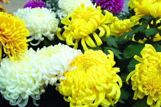 菊花是什么：菊科、菊属多年生宿根草本植物，中国十大名花之一