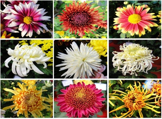 菊花是什么：菊科、菊属多年生宿根草本植物，中国十大名花之一