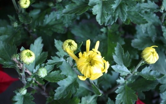 菊花是什么：菊科、菊属多年生宿根草本植物，中国十大名花之一