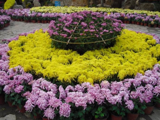 菊花是什么：菊科、菊属多年生宿根草本植物，中国十大名花之一