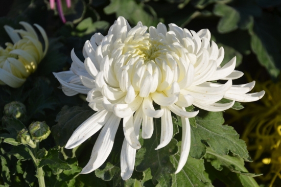 菊花的作文：800字，500字，400字，350字，100字