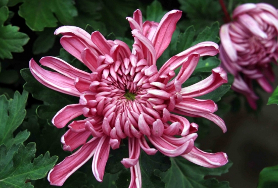 菊花的作文：800字，500字，400字，350字，100字