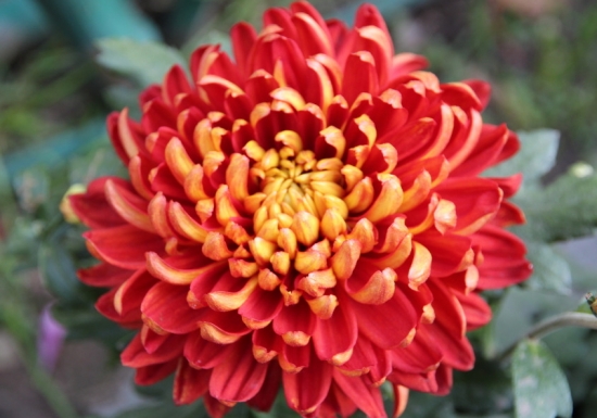 菊花的作文：800字，500字，400字，350字，100字