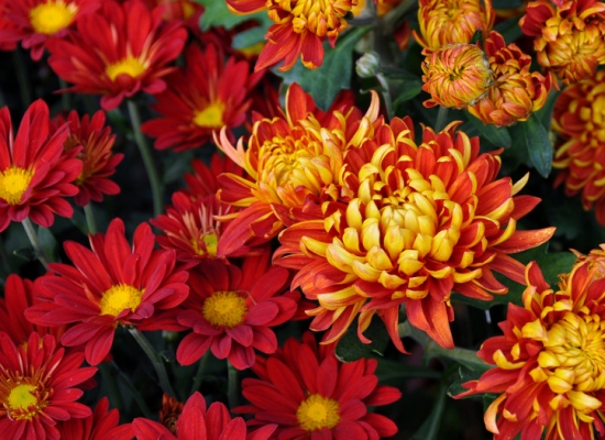 菊花花海 菊花花语:清净高洁,长寿吉祥