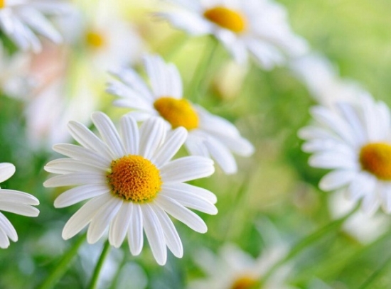 菊花什么时候开 菊花什么时候开:因地域和种类不同,一般可分为夏菊、秋菊和寒菊