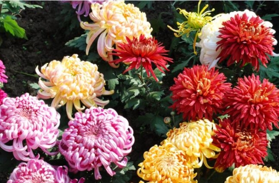 菊花什么时候开 菊花什么时候开:因地域和种类不同,一般可分为夏菊、秋菊和寒菊