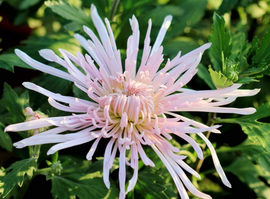 菊花的象征意义：四大象征意义