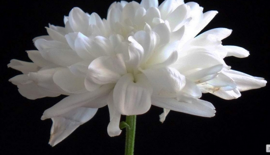 菊花花语是什么