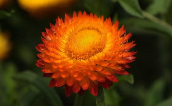 菊花花语是什么