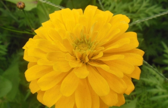 菊花花语是什么