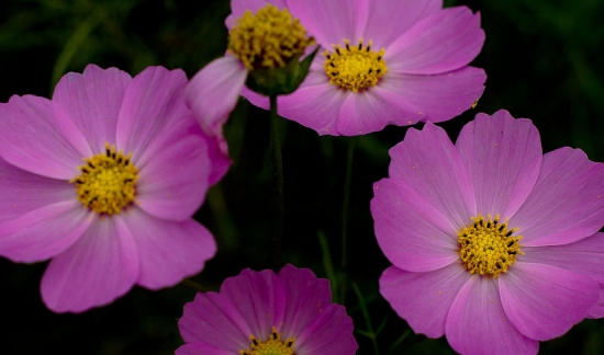 菊花花语是什么