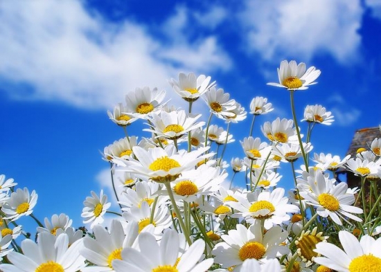 菊花 描写菊花的诗句:唐宋清三代文人对菊花的赞美