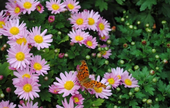 菊花 描写菊花的诗句:唐宋清三代文人对菊花的赞美