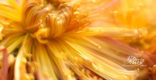 菊花台：《菊花台》由周杰伦谱曲/演唱，方文山填词