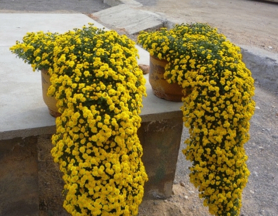 如何制作倒挂大悬崖菊