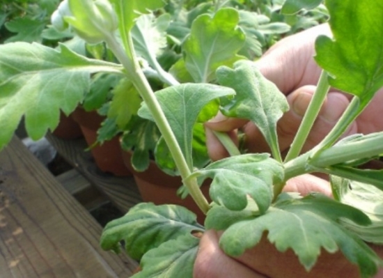 菊花应如何实行科学分根