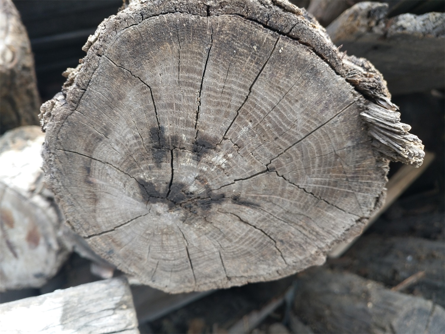 大树的年轮较密的向什么面，年轮能告诉我们什么