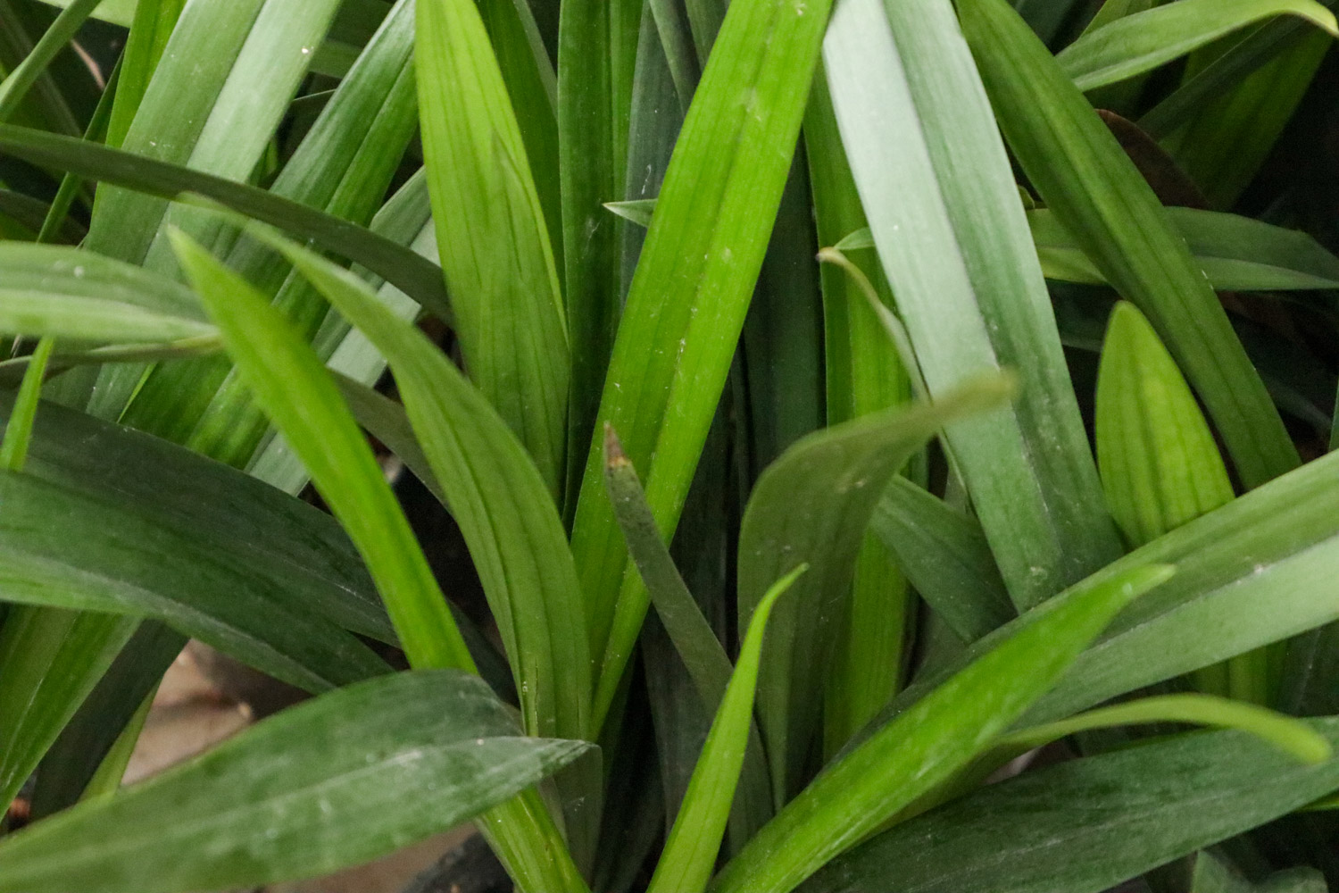 兰花 兰花种类有哪些