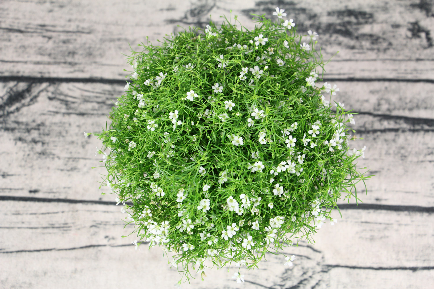 满天星适合送给什么人，寓意和花语