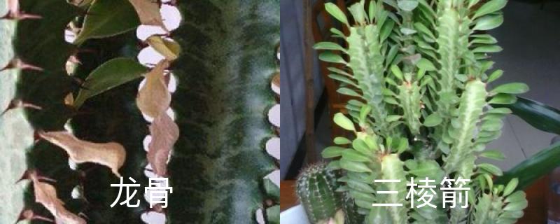 如何区分龙骨和三棱箭，是一样吗