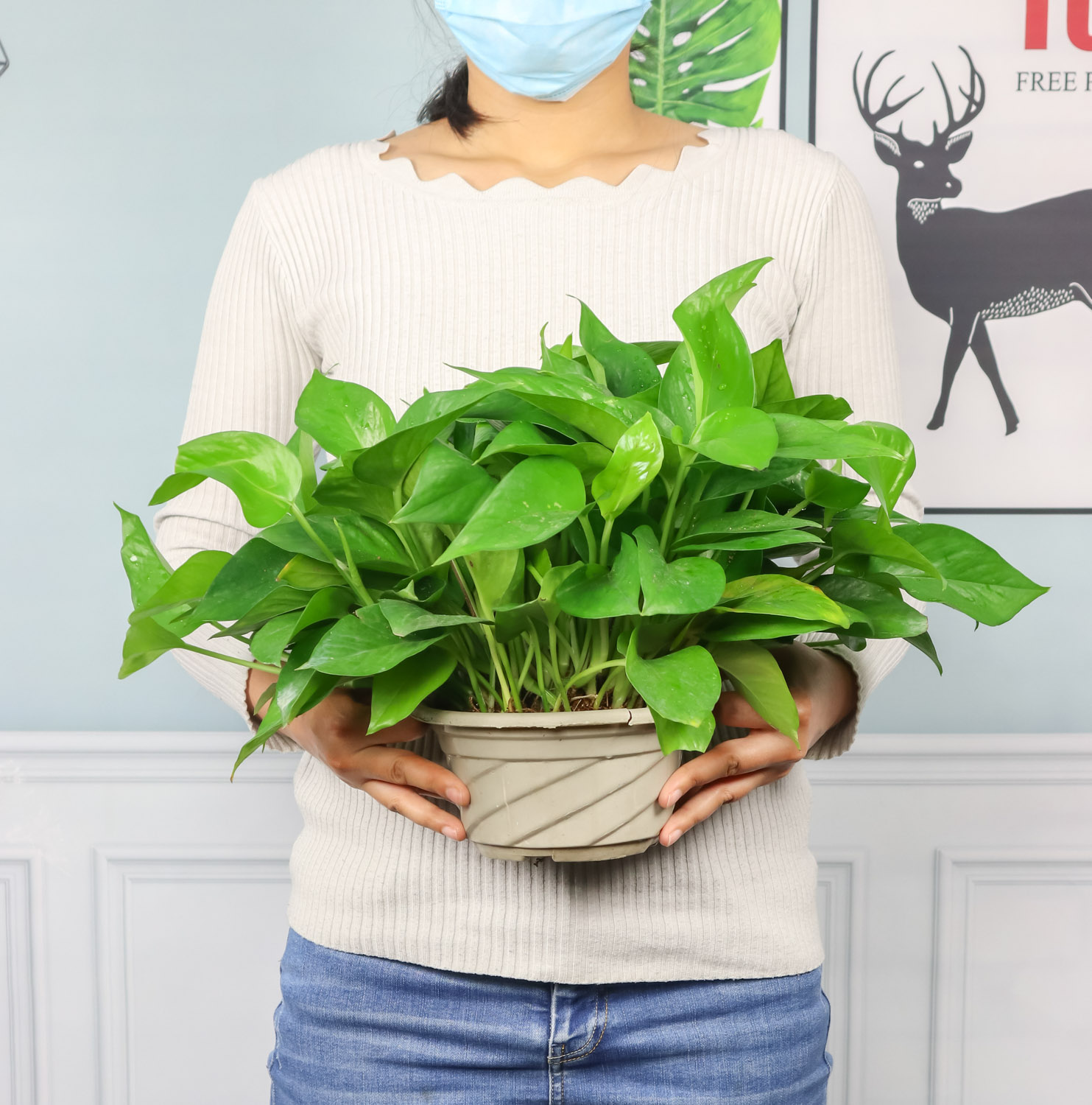 绿萝 绿萝的功效和作用,家里养绿萝有毒吗