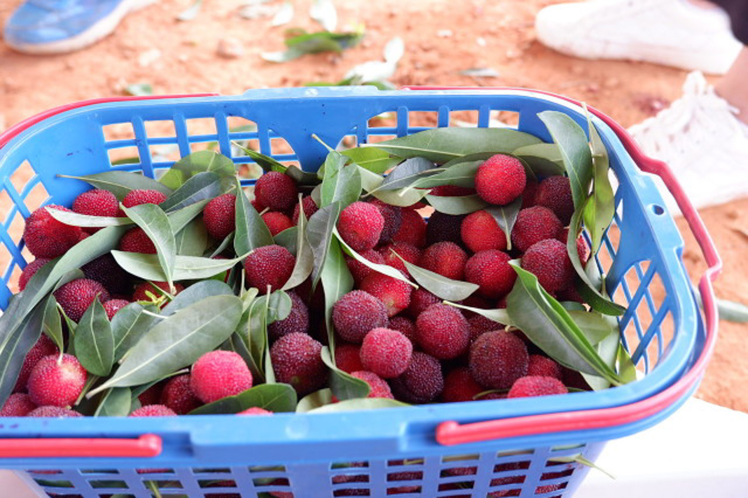 杨梅 杨梅的特点,杨梅成熟时间