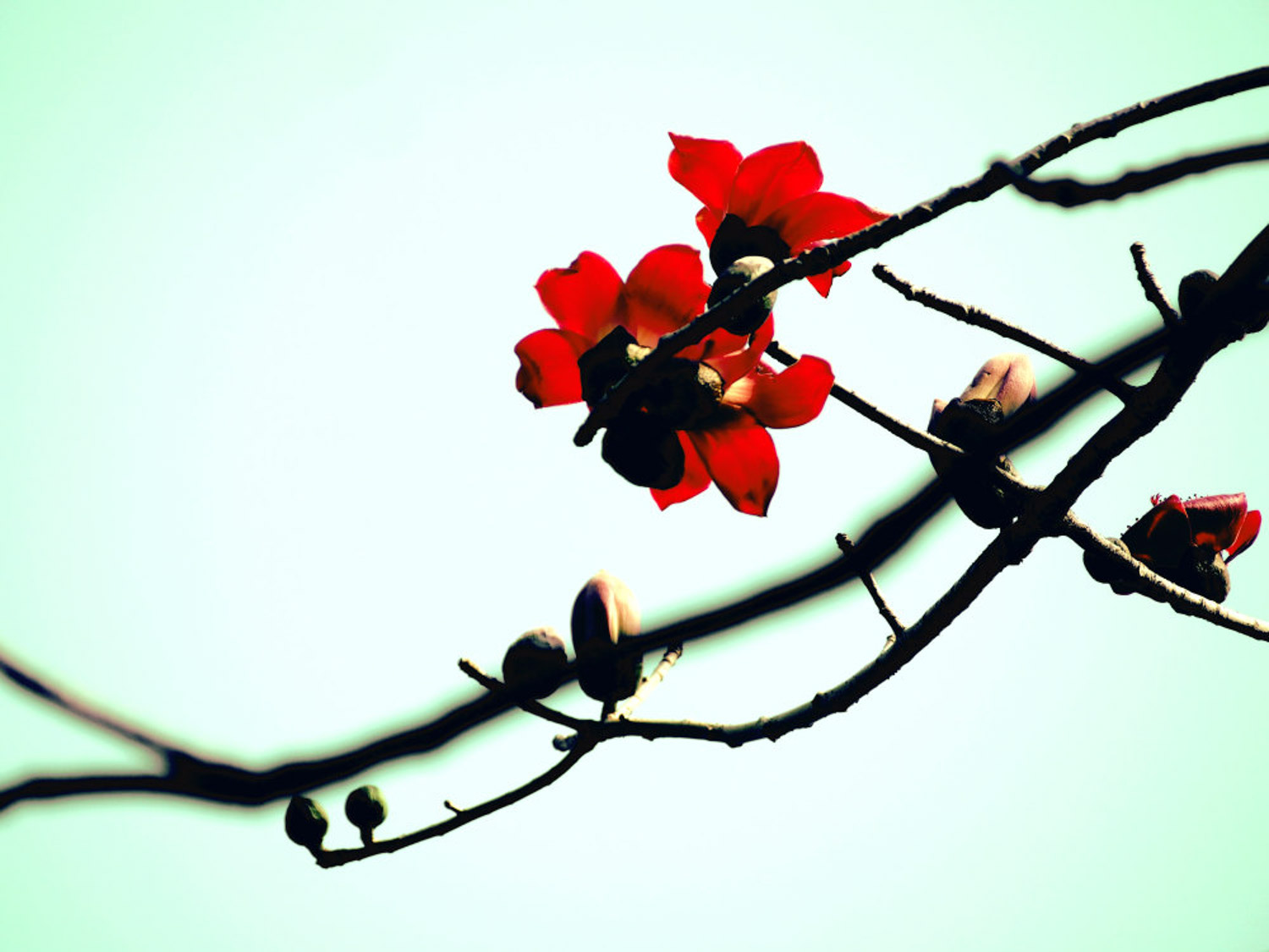 木棉树象征什么，什么时候开