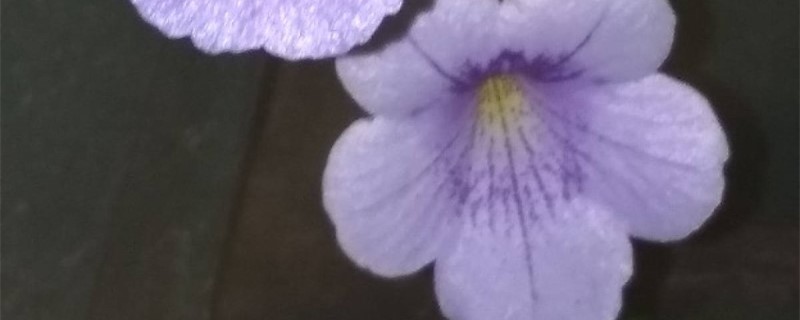 长筒花的养殖办法，鳞茎如何种