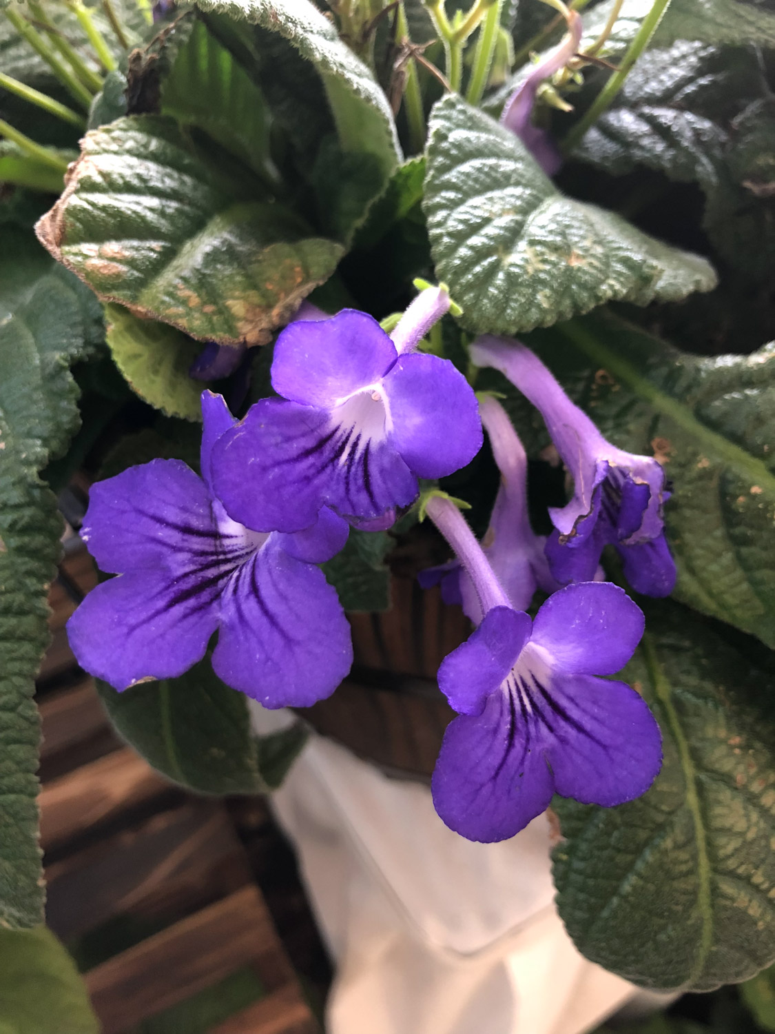 长筒花的养殖办法，鳞茎如何种