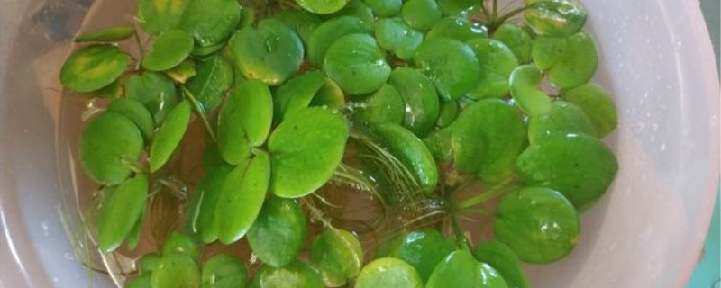 圆心萍如何养，如何才能繁殖得快