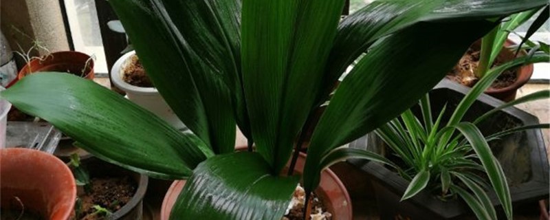 蜘蛛抱蛋是什么植物，如何养护