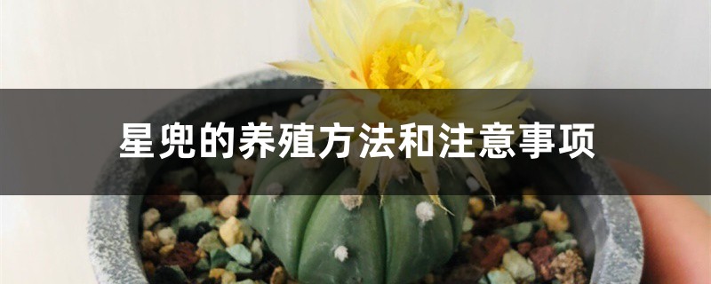 星兜的养殖办法和留意事项