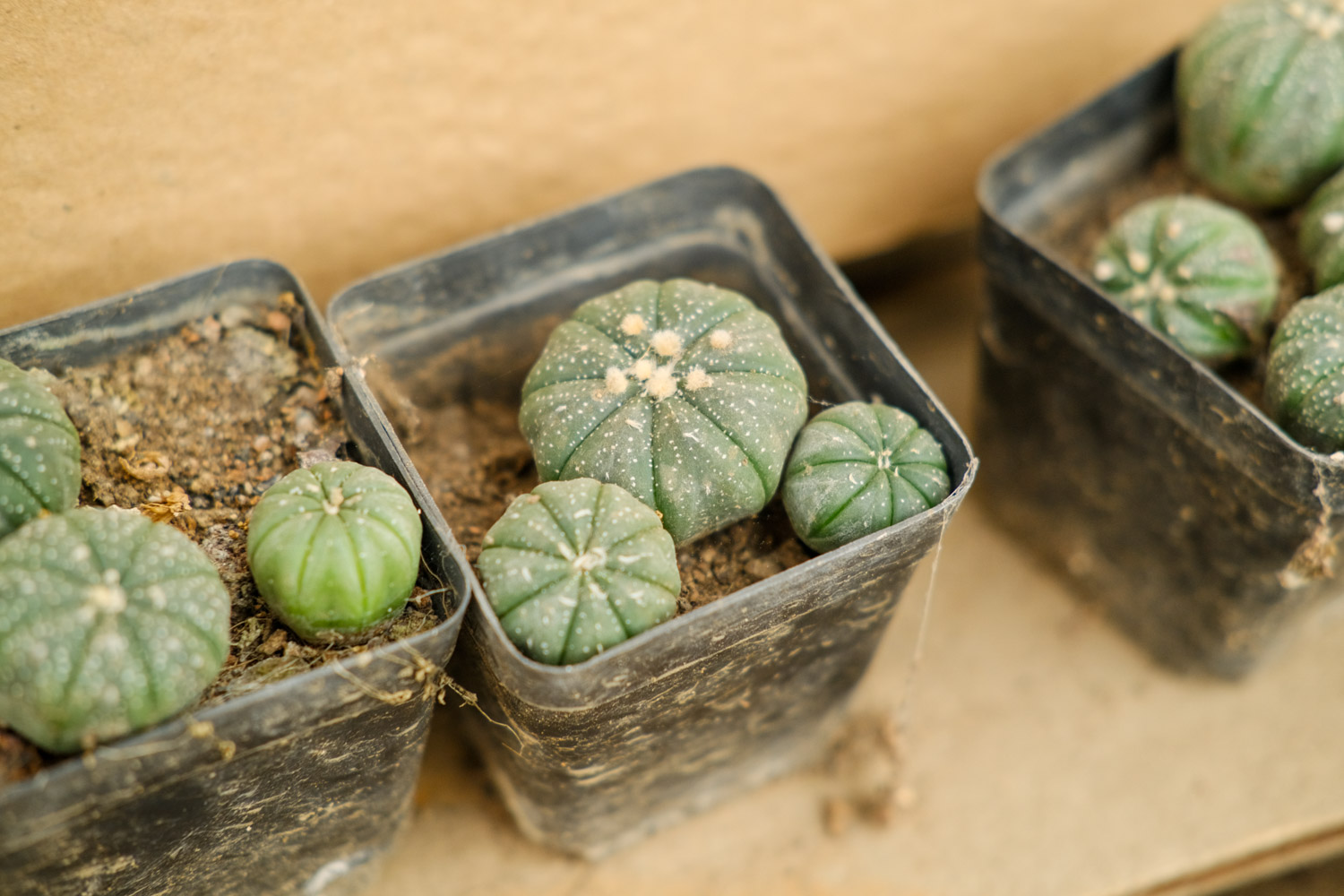 星兜 星兜的养殖办法和留意事项