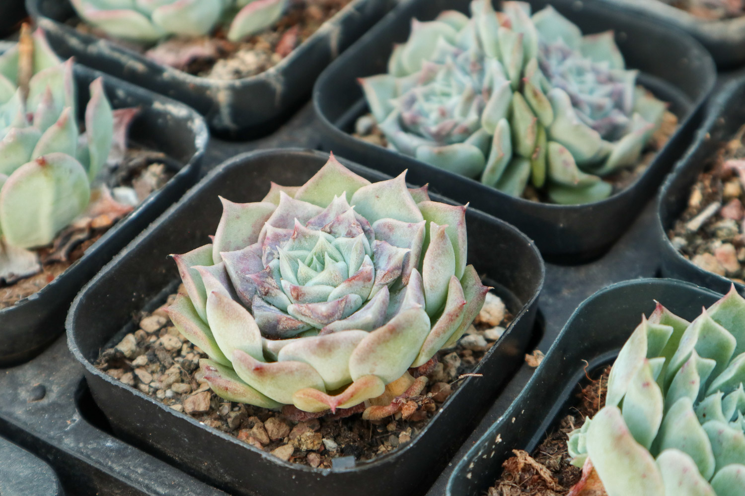 小红衣多肉如何养，用什么盆养