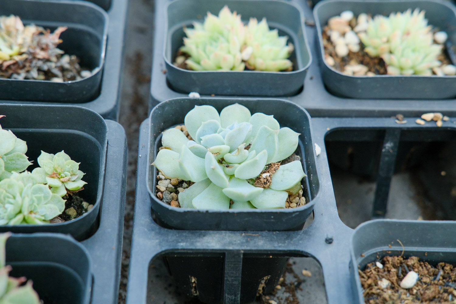 小红衣多肉如何养，用什么盆养