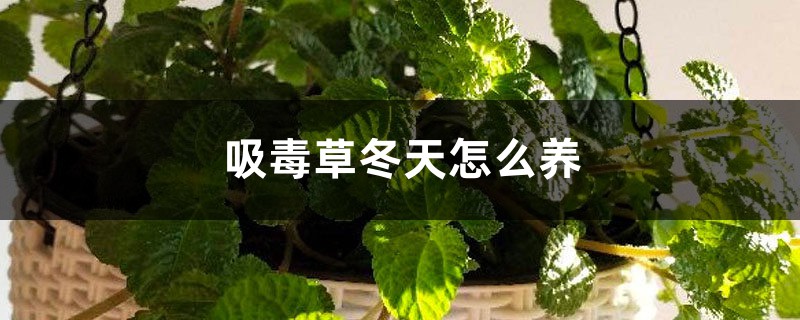 吸毒草冬季如何养，会冻死吗