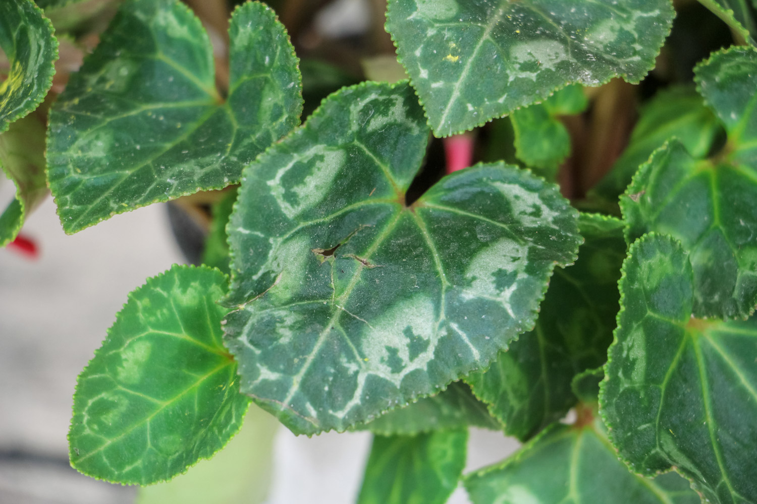 仙客来 仙客来能活几年,能开多长时间