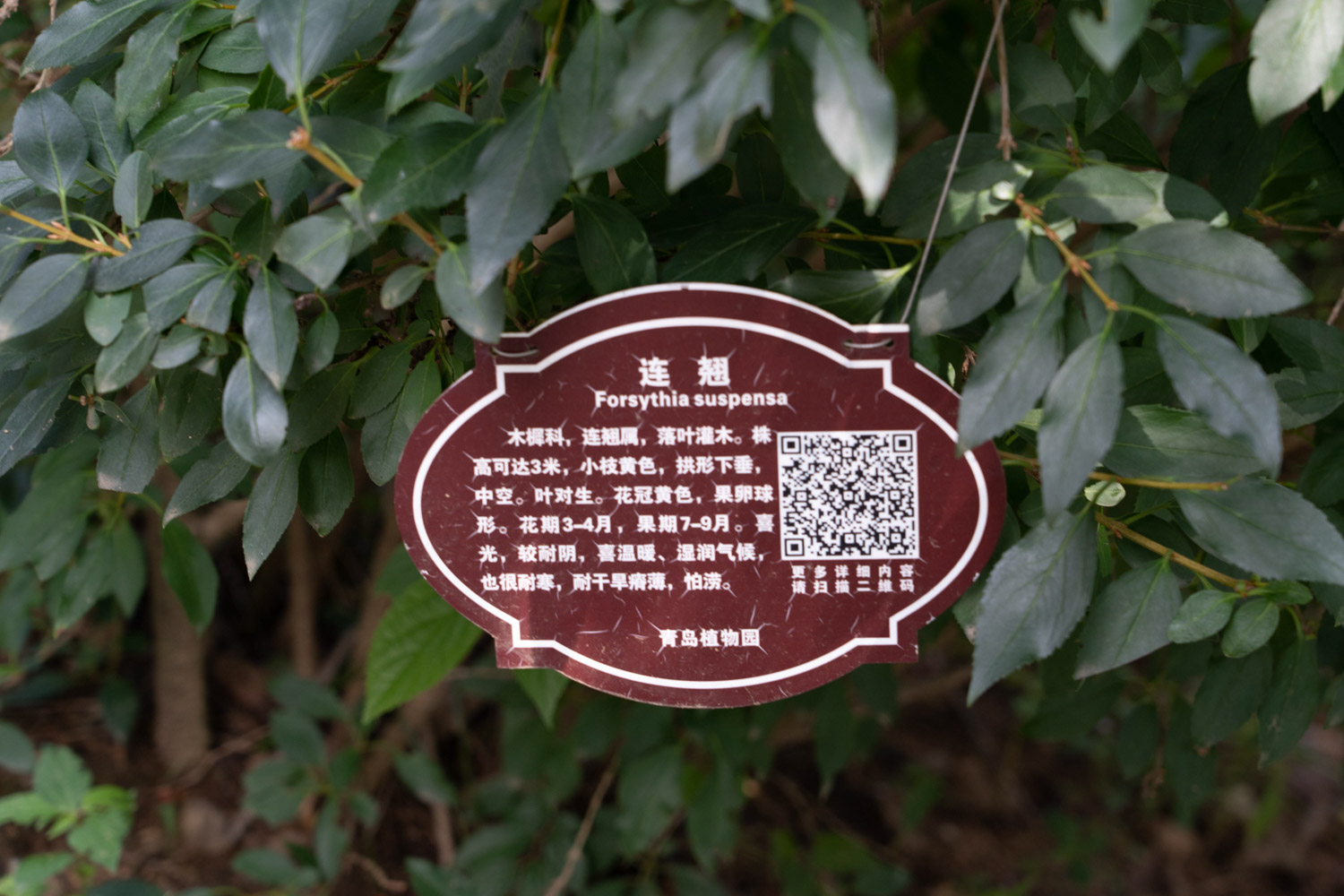 连翘果实什么时候采摘，果实的功效与作用