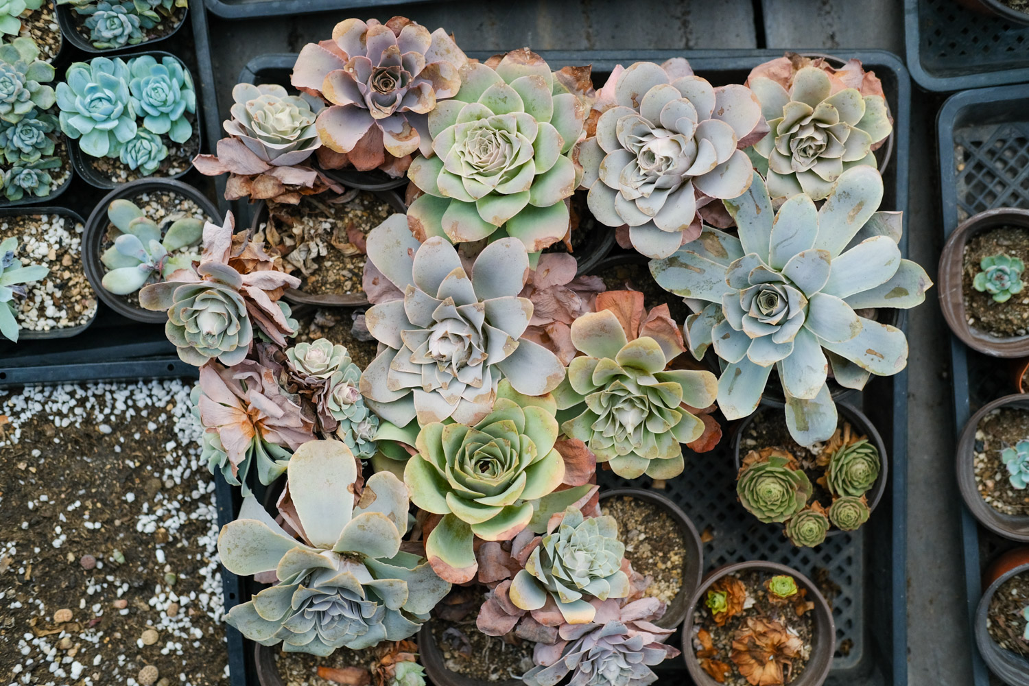 蓝光多肉如何养，叶片发黄如何办