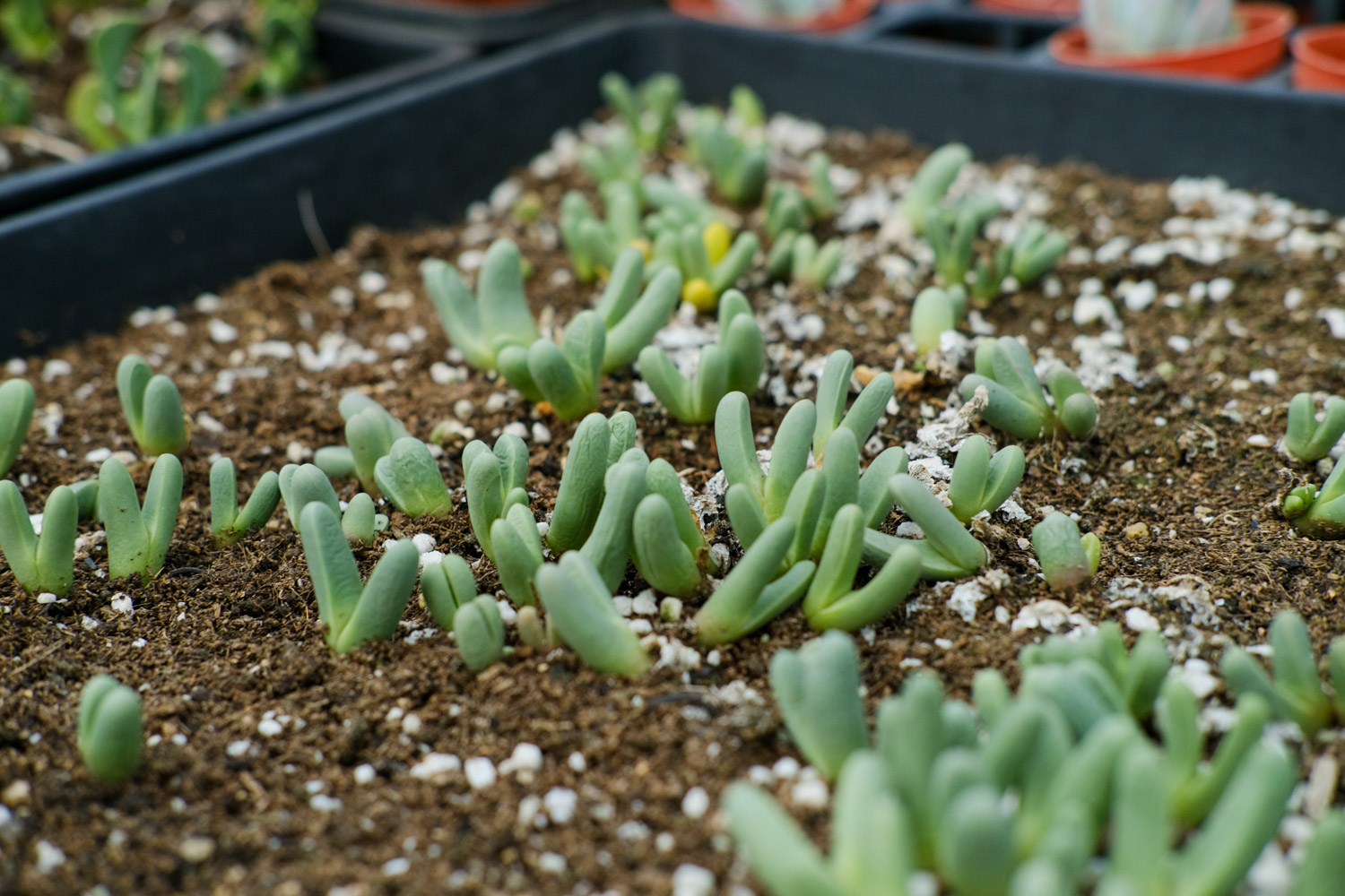 蓝光多肉如何养，叶片发黄如何办