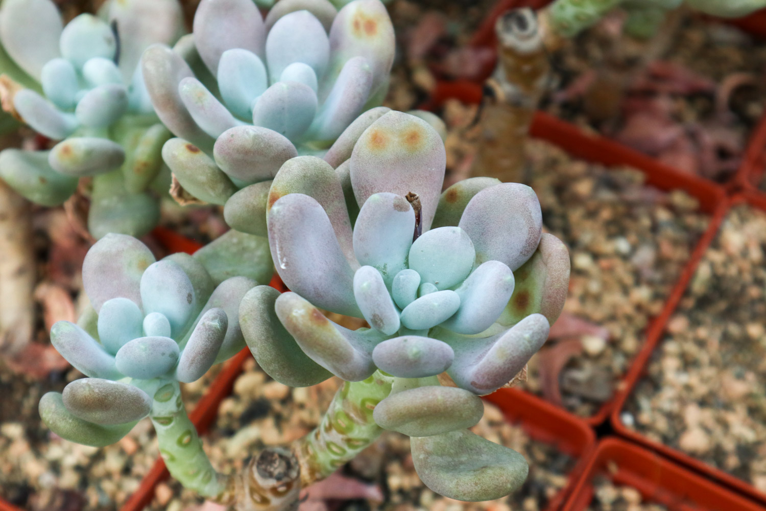 蓝光多肉如何养，叶片发黄如何办