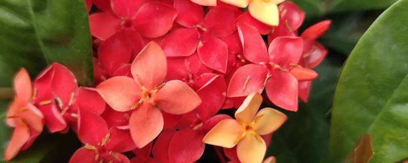 龙船花如何养，龙船花照片