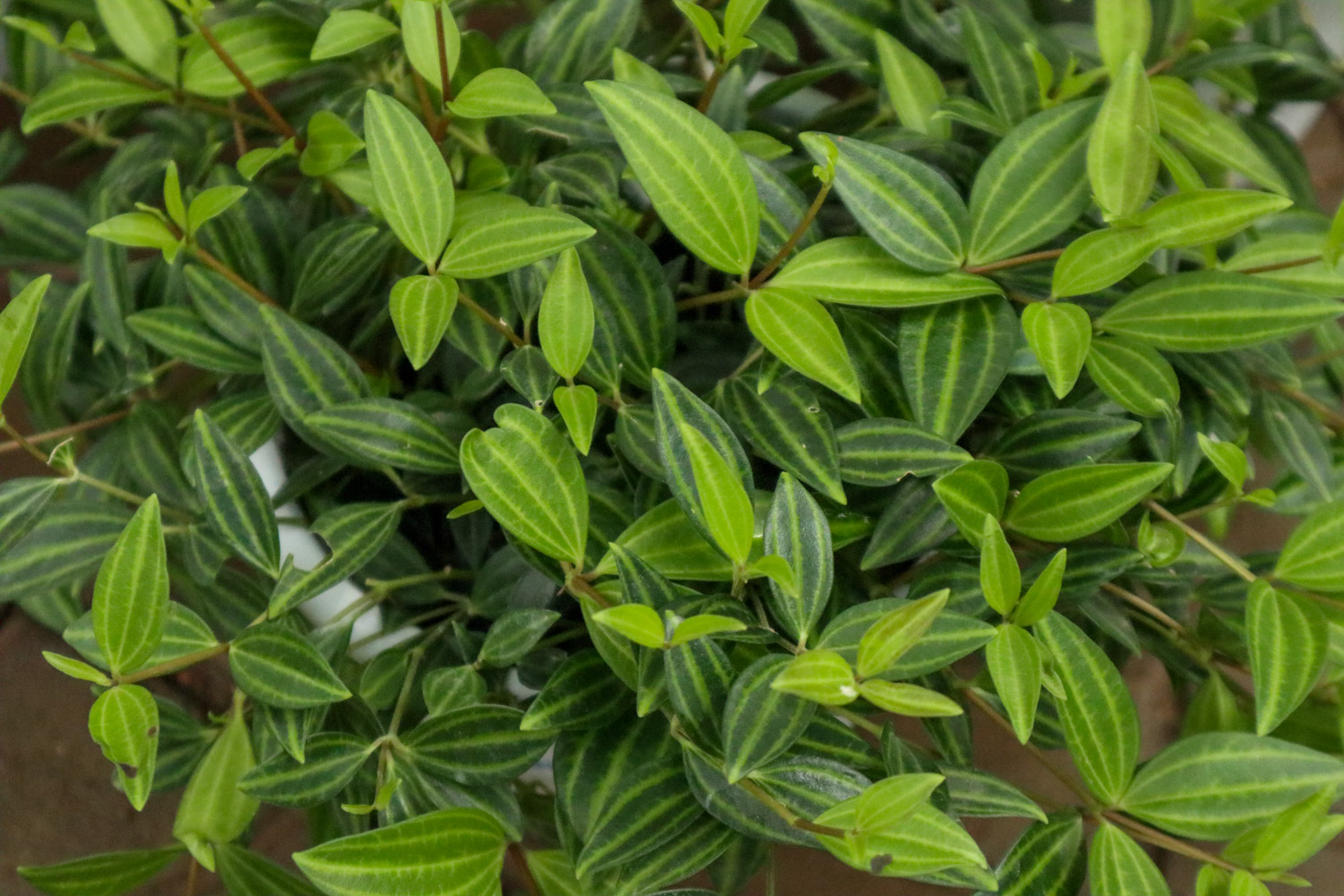 白脉椒草 白脉椒草的养殖办法和留意事项